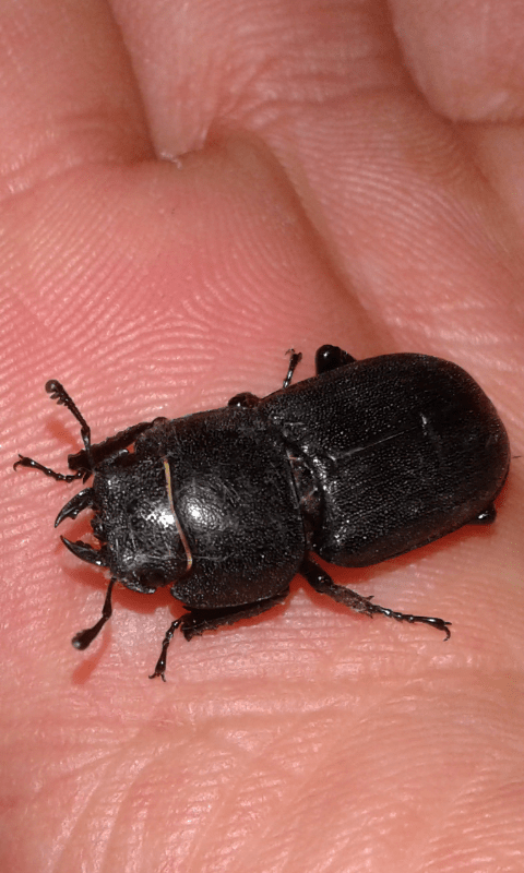 Dorcus parallelipipedus (Lucanidae), femmina? S.